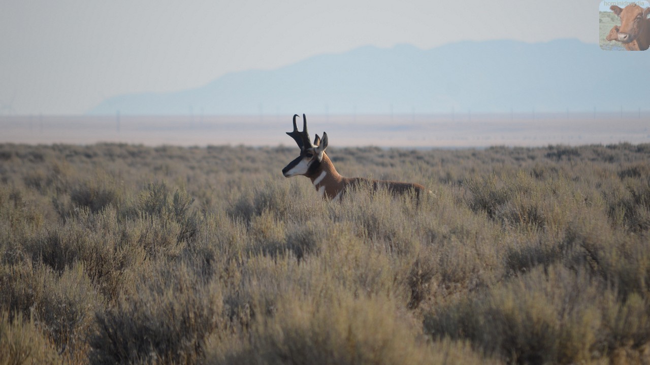 Ghost Riders In The Sky