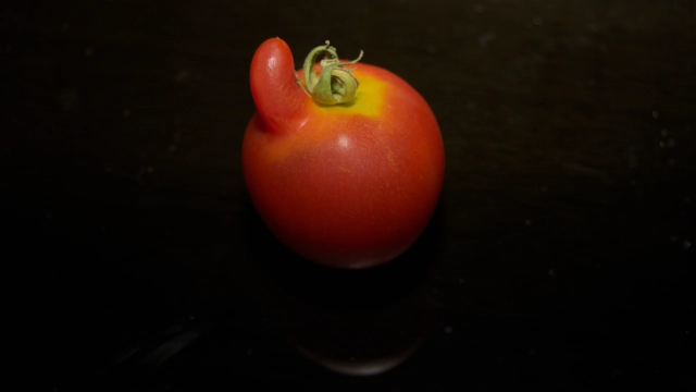 Quebec tomato