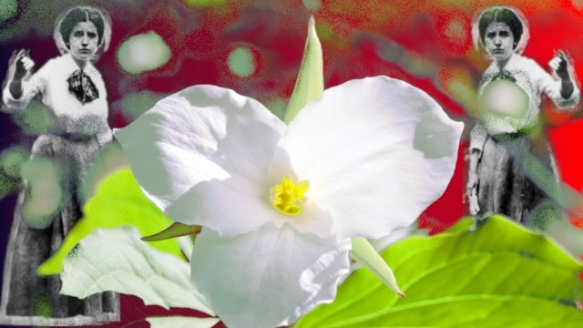 EG Flynn - WI Trillium