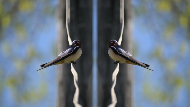 cave swallow fractal