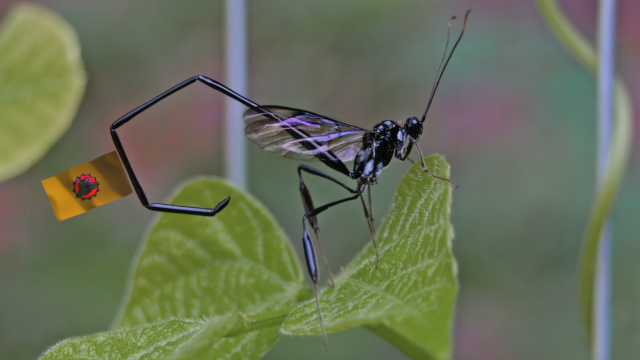 pelecinid