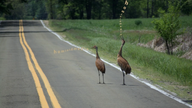cranes