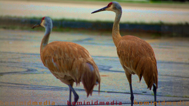 Madison cranes
