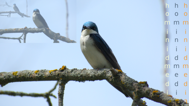 tree swallow