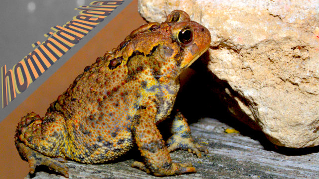 toad